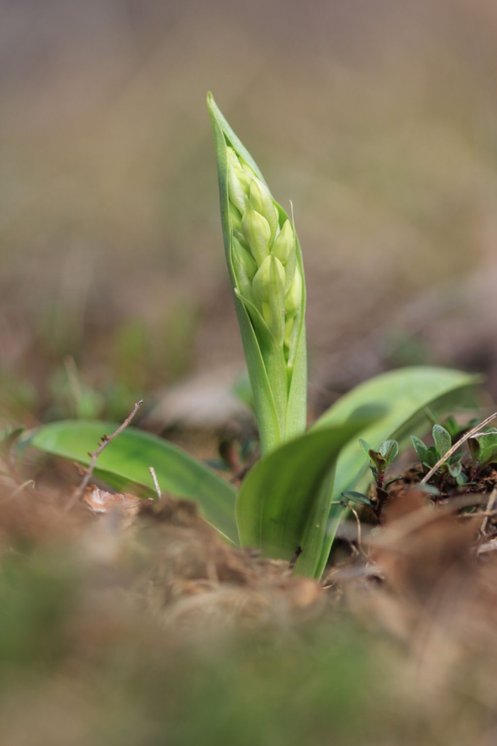 Orchis pallens